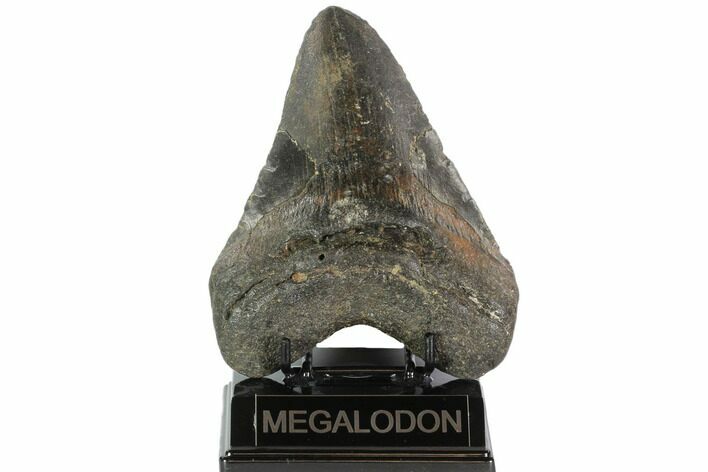 Bargain, Fossil Megalodon Tooth - North Carolina #91616
